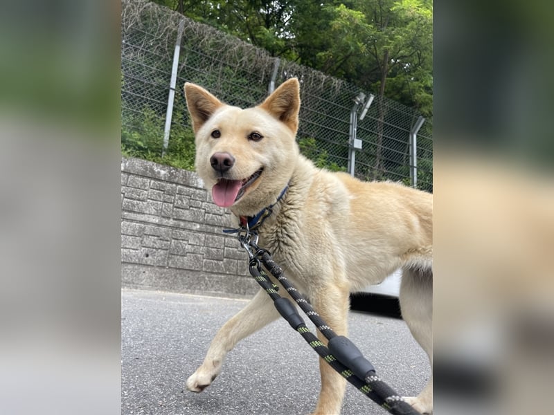 Mokdan,jindo -mix mädchen,ca 3 Jahre,sucht ein tolles Zuhause