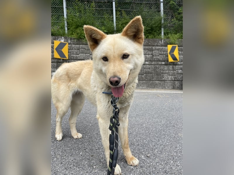 Mokdan,jindo -mix mädchen,ca 3 Jahre,sucht ein tolles Zuhause
