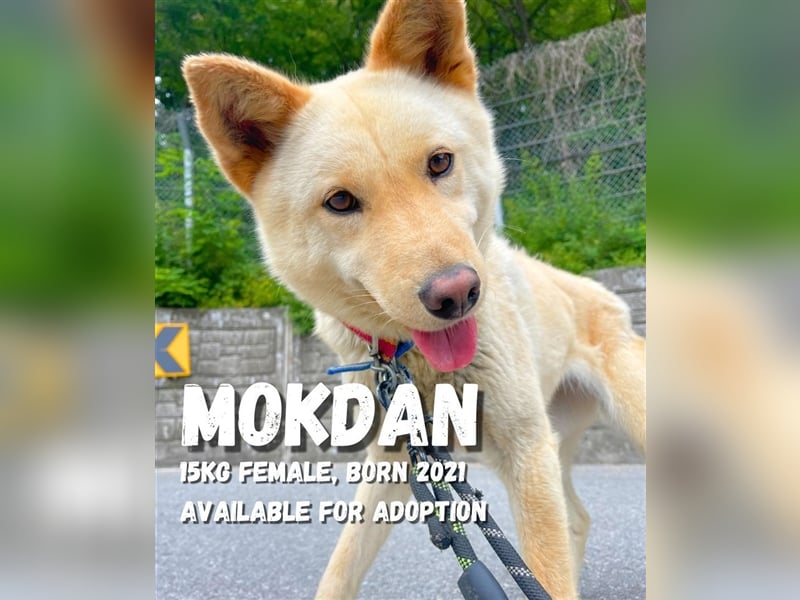 Mokdan,jindo -mix mädchen,ca 3 Jahre,sucht ein tolles Zuhause