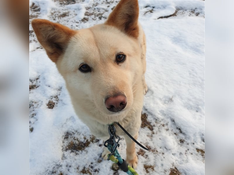Mokdan,jindo -mix mädchen,ca 3 Jahre,sucht ein tolles Zuhause