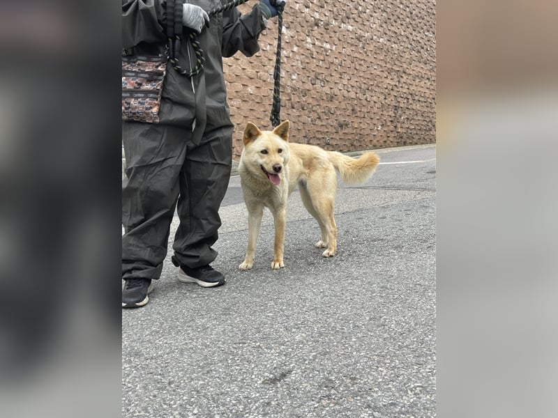 Mokdan,jindo -mix mädchen,ca 3 Jahre,sucht ein tolles Zuhause