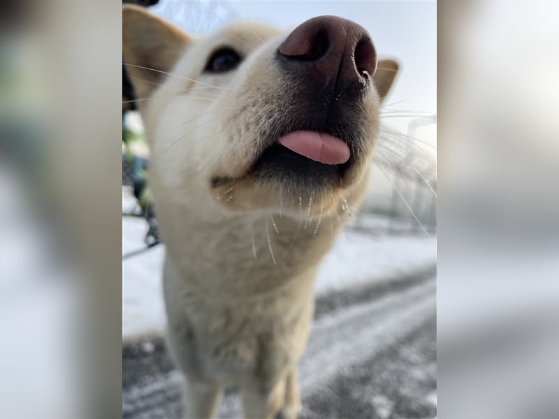 Mokdan,jindo -mix mädchen,ca 3 Jahre,sucht ein tolles Zuhause