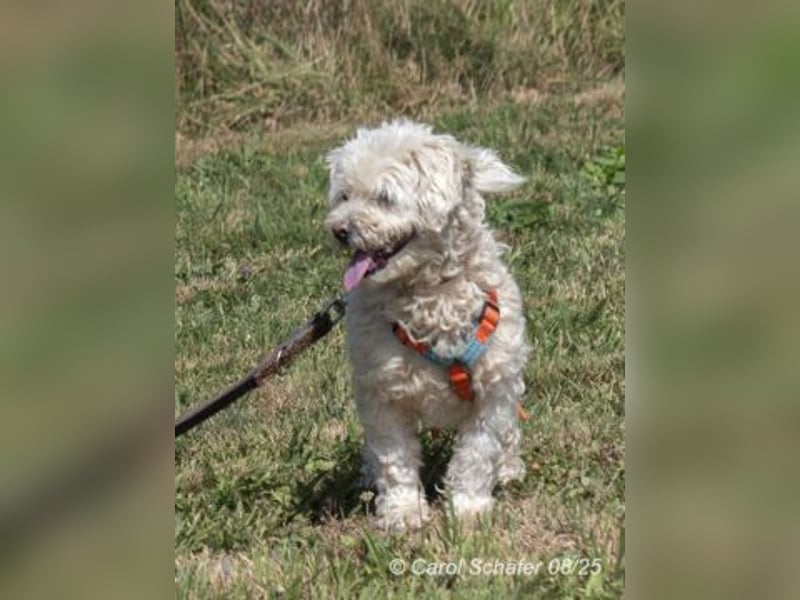 Penny ist eine kleine, liebe, freundliche Seele