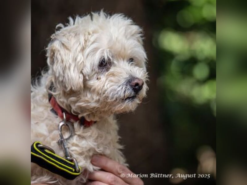 Penny ist eine kleine, liebe, freundliche Seele