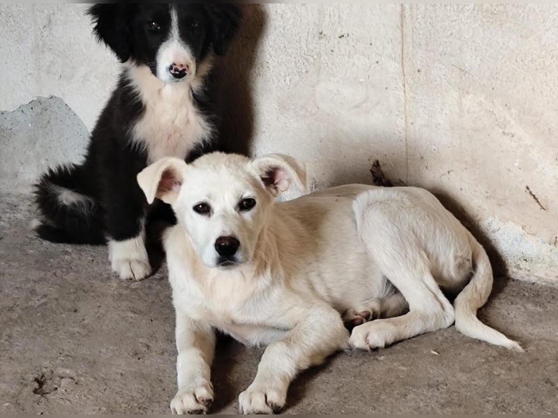 Celia – Lebensfroher Wirbelwind sucht ihre Familie fürs Leben!