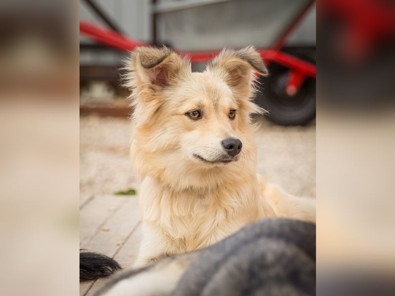 Fröhliche Iriska sucht ihr Körbchen
