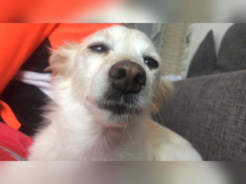 9 jährige Dackel Mischling Hündin