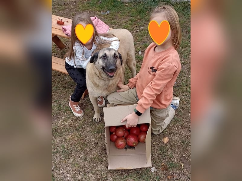 Steht Happy’s Körbchen bald bei dir?