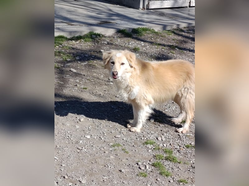 Anka - Auch Angsthunde verdienen ein Zuhause