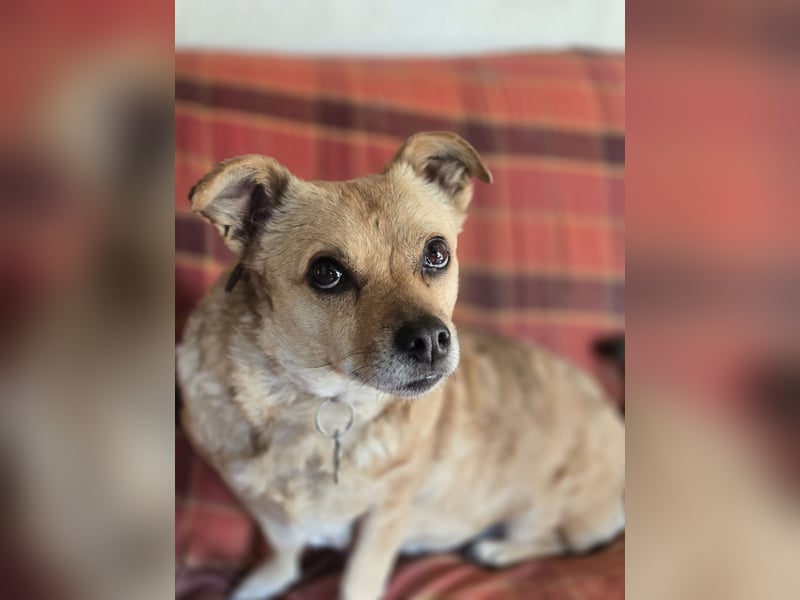 Selli sucht ein neues Zuhause