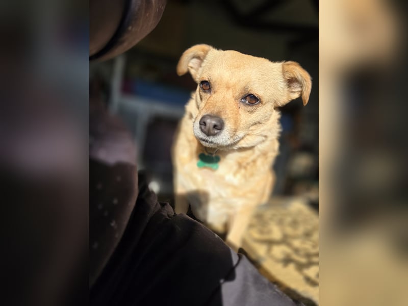 Selli sucht ein neues Zuhause