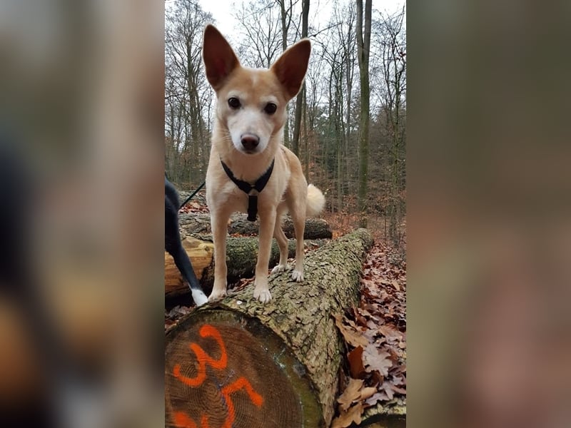 Hündin Funny sucht eine Familie