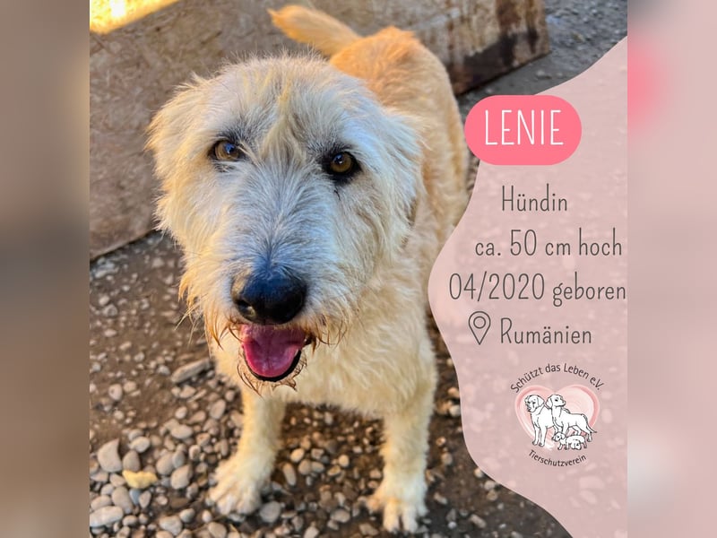 Verspielte Lenie sucht ihre Menschen für immer