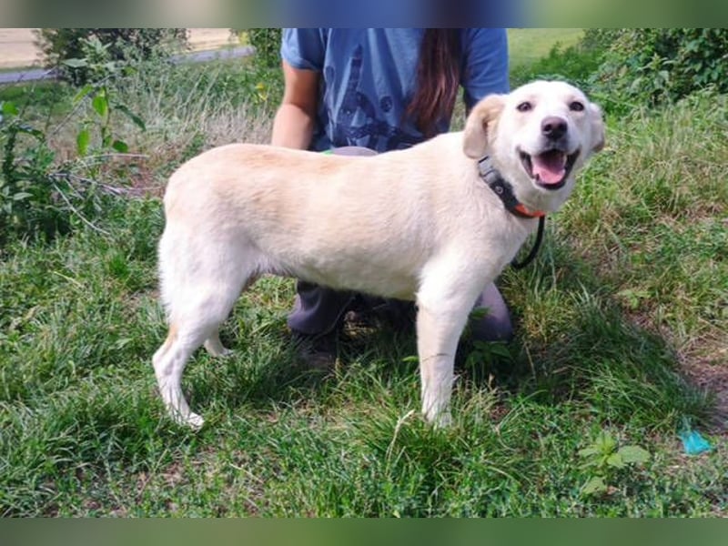 CASSIDY Labrador Retriever Mix
