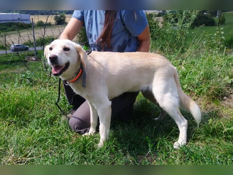 CASSIDY Labrador Retriever Mix