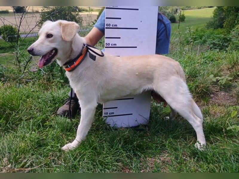 CASSIDY Labrador Retriever Mix