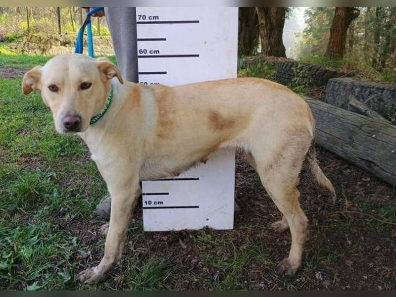 Charlotte, Mischling