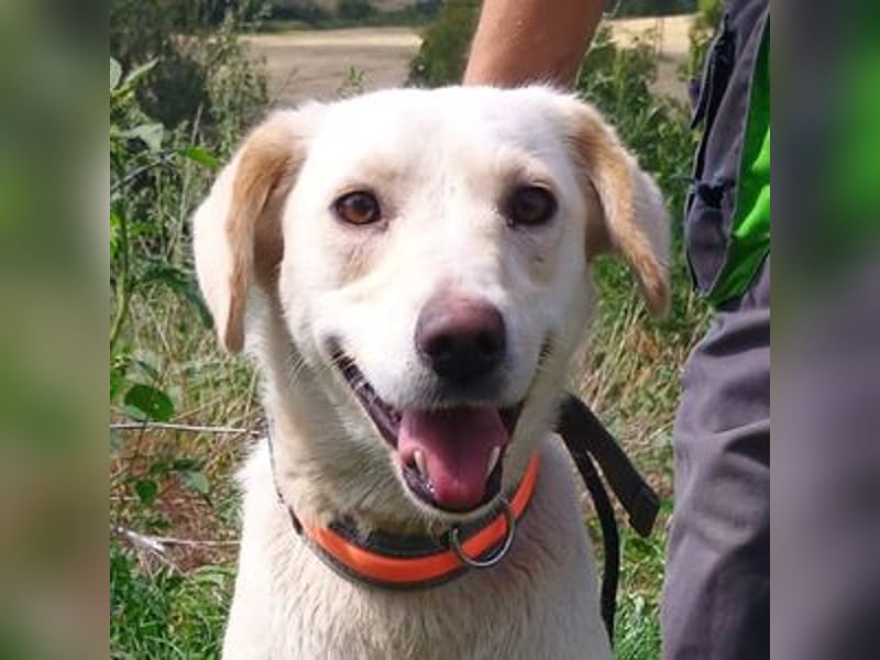 CASSIDY Labrador Retriever Mix