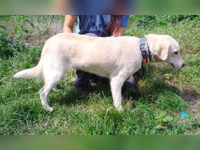 CASSIDY Labrador Retriever Mix