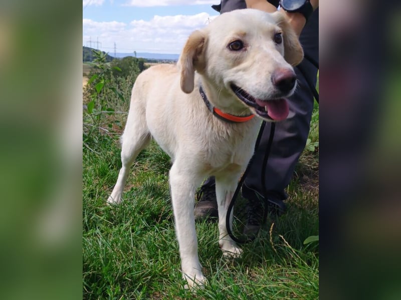 CASSIDY Labrador Retriever Mix