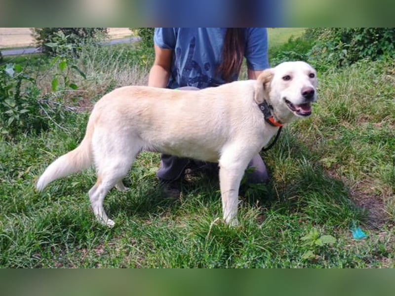 CASSIDY Labrador Retriever Mix