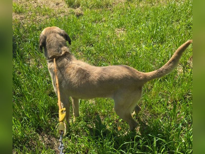 Kika, Mischling