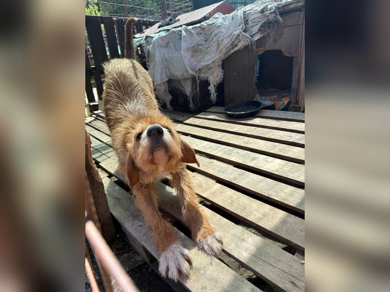 Elvira, Flausch auf vier Pfoten sucht ein liebevolles Zuhause