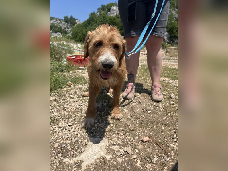 Elvira, Flausch auf vier Pfoten sucht ein liebevolles Zuhause