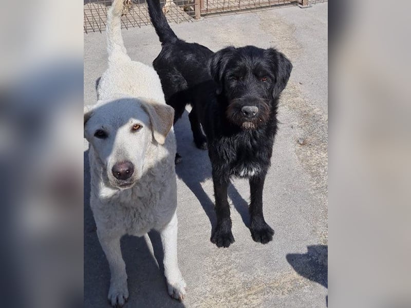 Tolle Lou sucht ihr Familienglück