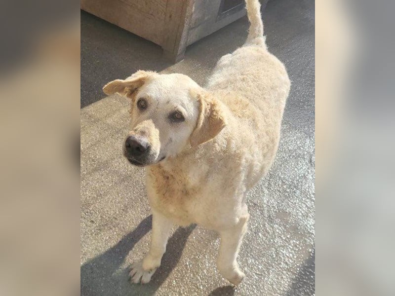 Tolle Lou sucht ihr Familienglück