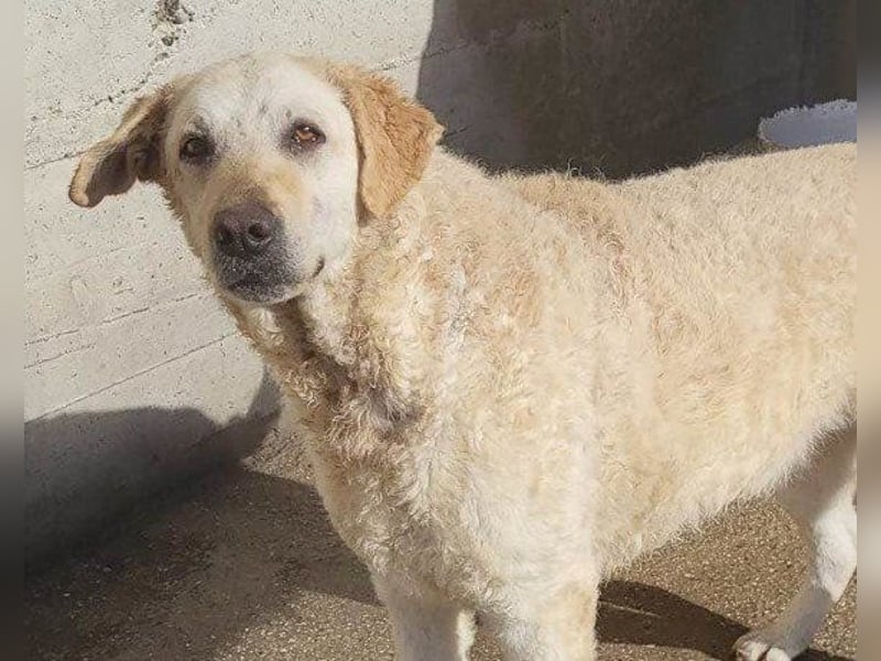 Tolle Lou sucht ihr Familienglück