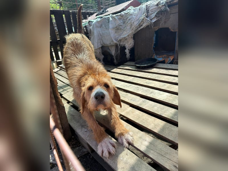 Elvira, Flausch auf vier Pfoten sucht ein liebevolles Zuhause