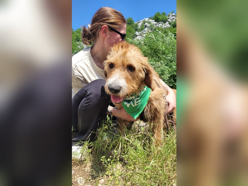 Elvira, Flausch auf vier Pfoten sucht ein liebevolles Zuhause