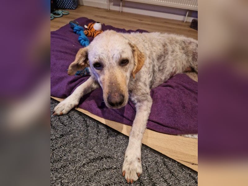 Tolle Lou sucht ihr Familienglück