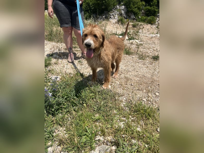 Elvira, Flausch auf vier Pfoten sucht ein liebevolles Zuhause