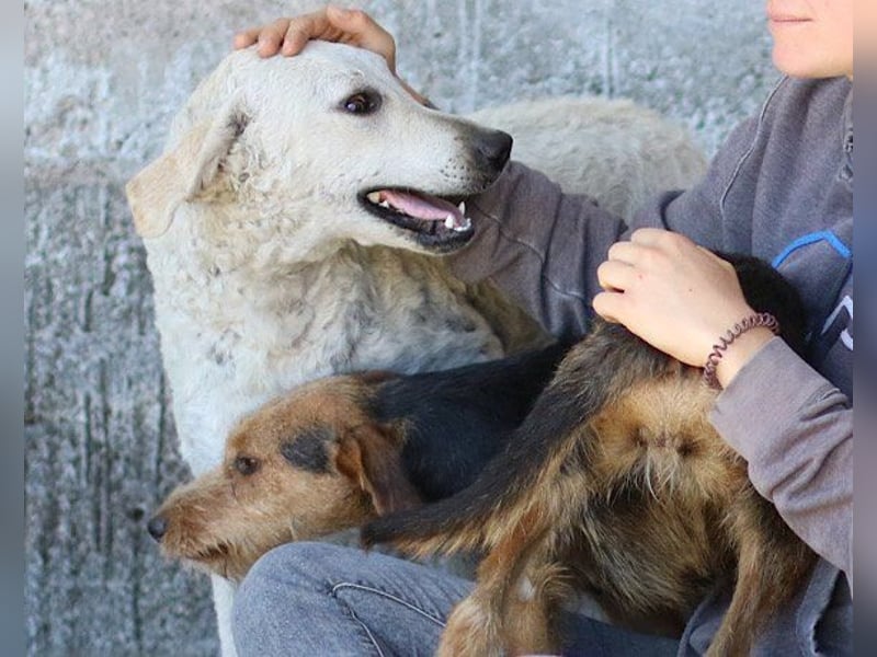 Tolle Lou sucht ihre Familie