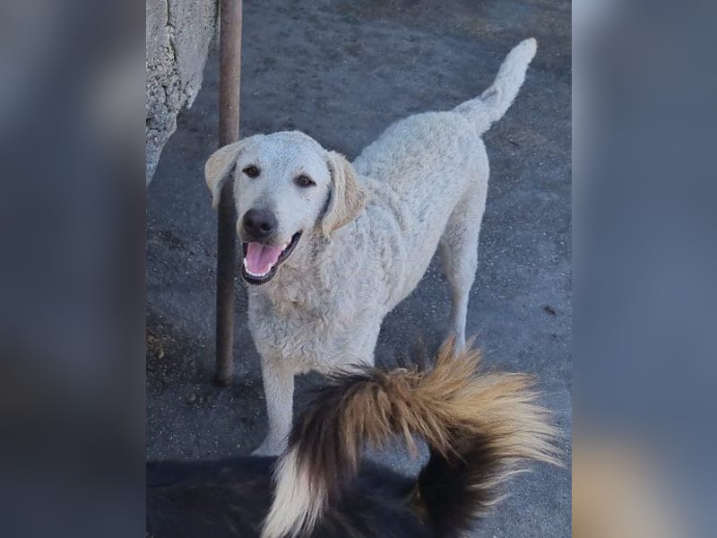Tolle Lou sucht ihr Familienglück