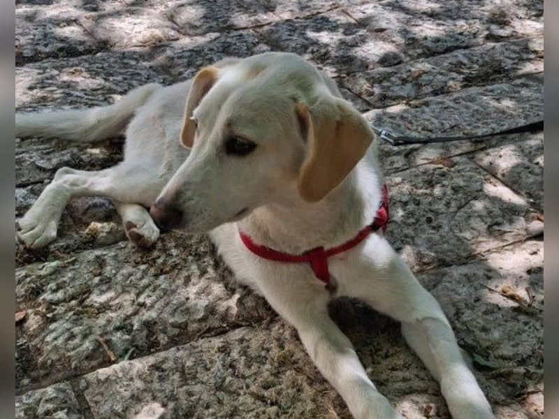 Beauty ♥ Bella ♥ eine zarte, verspielte, liebe Seele
