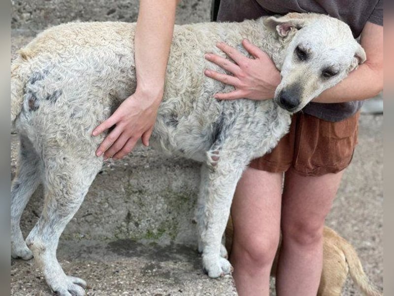 Tolle Lou sucht ihr Familienglück