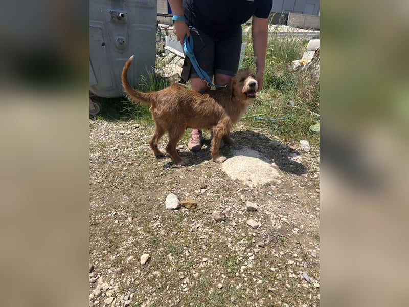 Elvira, Flausch auf vier Pfoten sucht ein liebevolles Zuhause