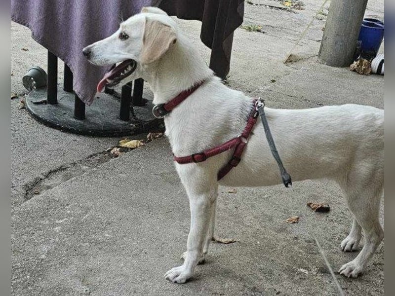 Beauty ♥ Bella ♥ eine zarte, liebe Seele