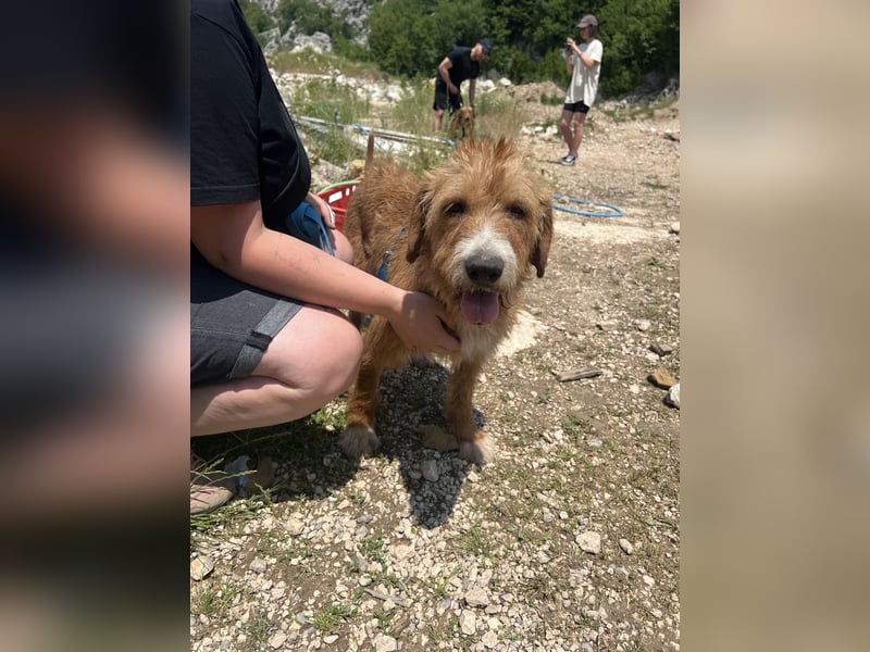 Elvira, Flausch auf vier Pfoten sucht ein liebevolles Zuhause