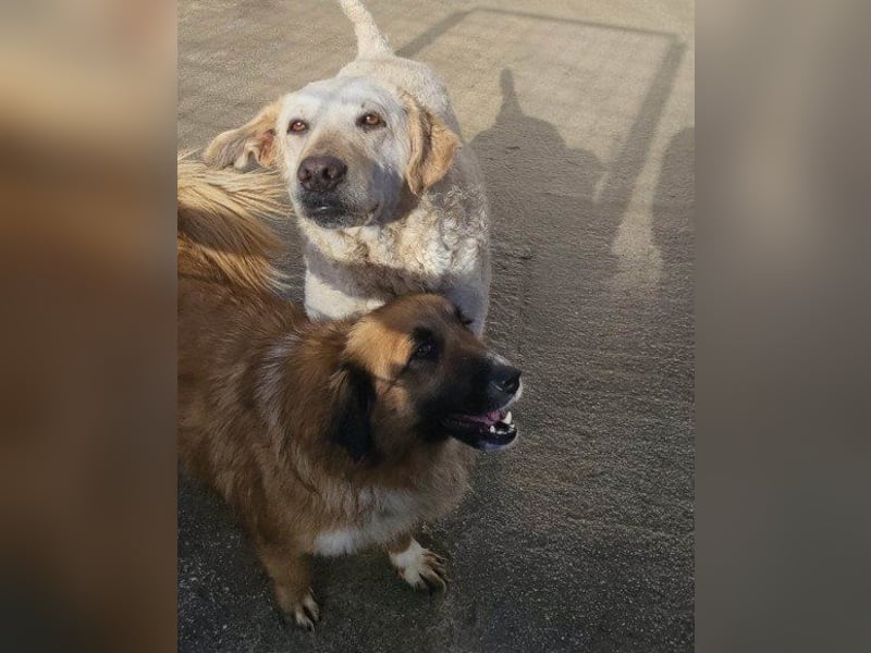 Tolle Lou sucht ihr Familienglück