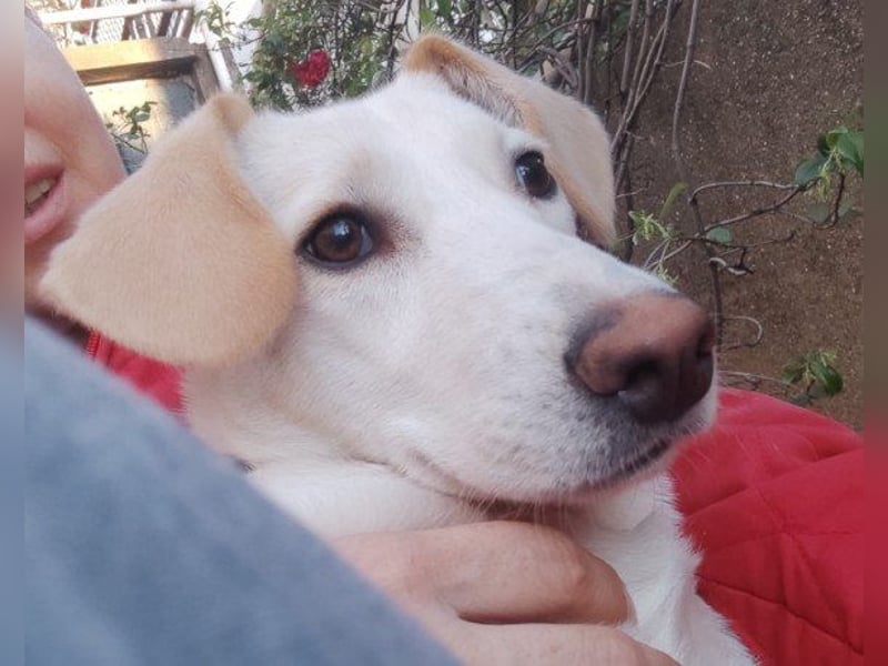 Beauty ♥ Bella ♥ eine zarte, verspielte, liebe Seele