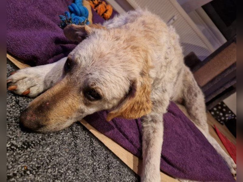 Tolle Lou sucht ihr Familienglück