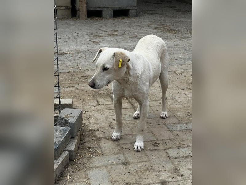 Angel sucht ihren Lieblingsmenschen