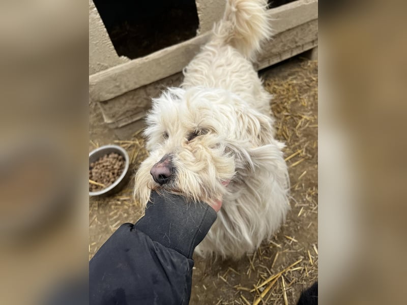 Savanna sucht ihr Körbchen