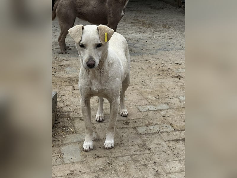 Angel sucht ihren Lieblingsmenschen
