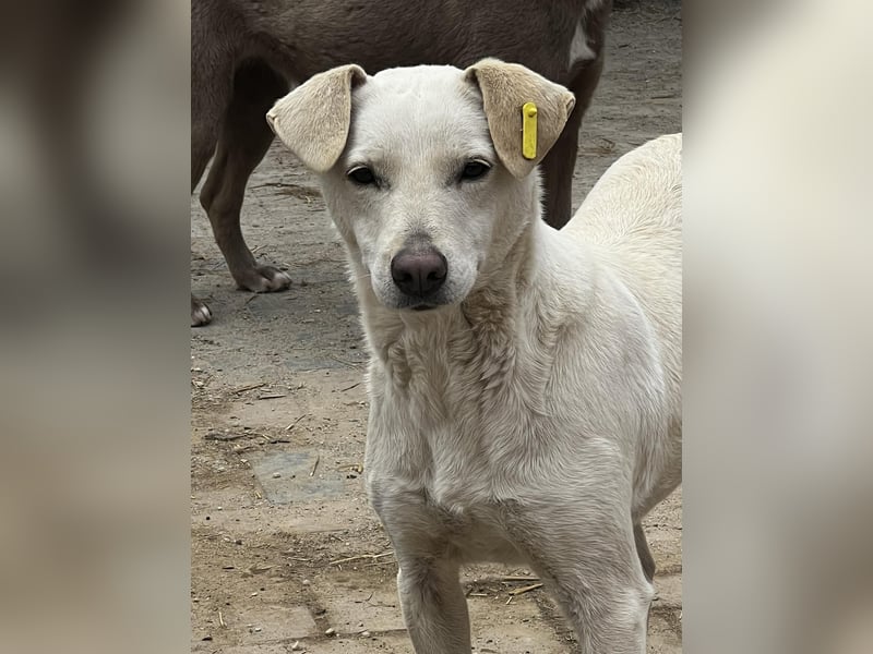 Angel sucht ihren Lieblingsmenschen