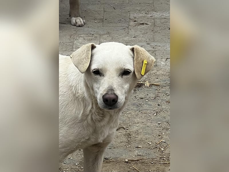 Angel sucht ihren Lieblingsmenschen